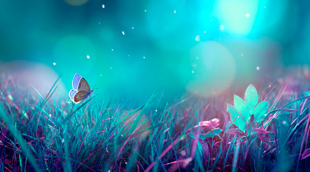 Butterfly in the grass on a meadow at night in the shining moonlight on nature in blue and purple tones to represent Get an easy merchant account