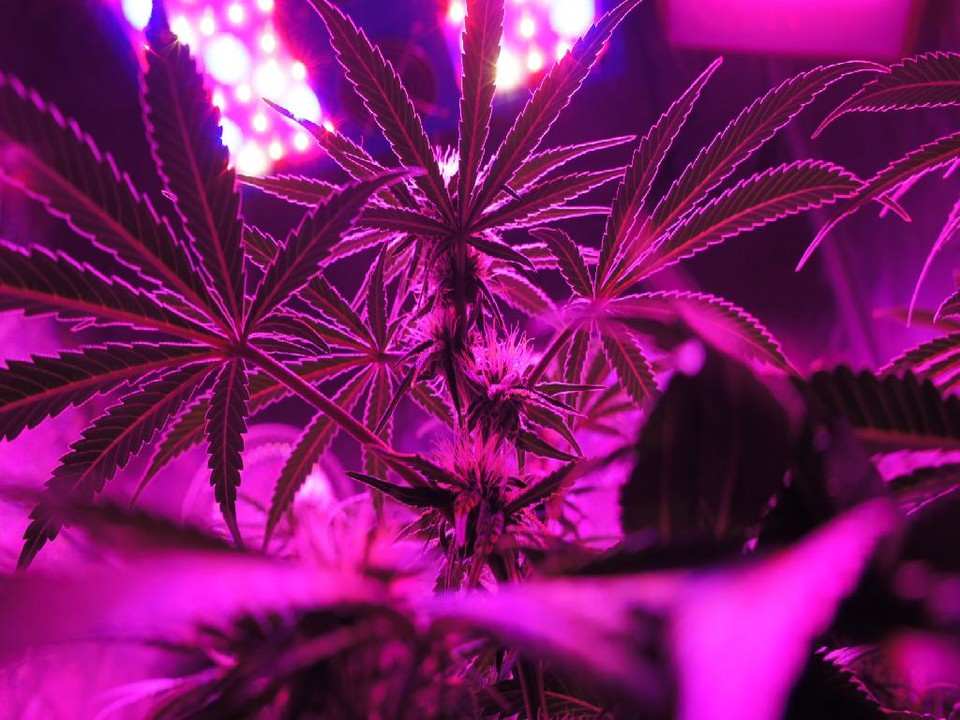 marijuana-plants-displayed-special-growing-tent