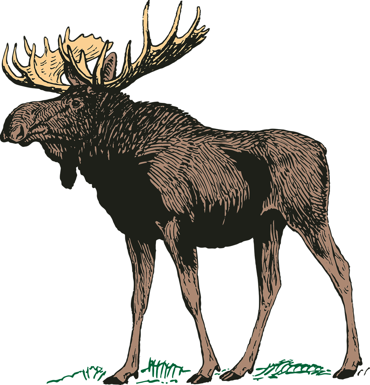 A graphic of a moose in the Canadian wilderness 